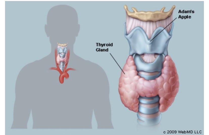 โครงสร้าง โรคไทรอยด์ ภาพจาก webMD