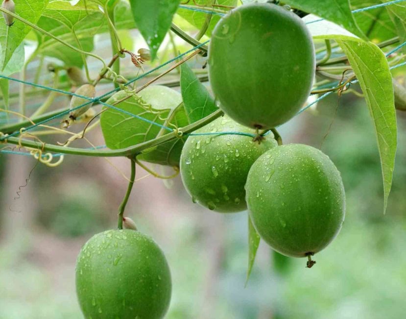lo han guo - buddha fruit