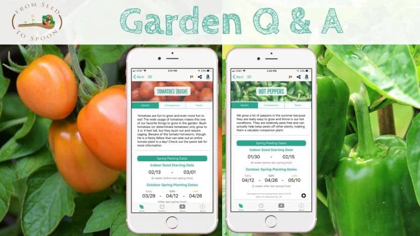 Q A What To Do With Pepper And Tomato Plants Over The Winter