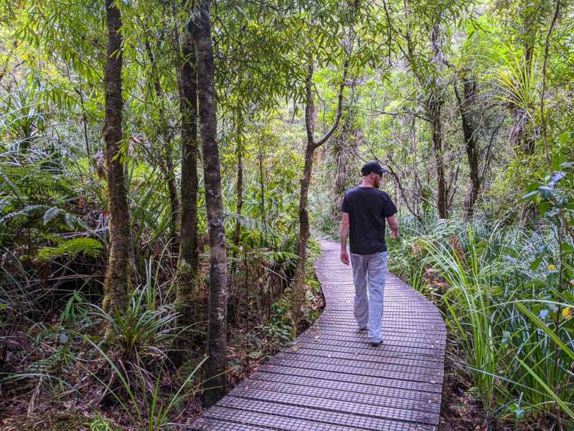 waipou forest trail walking to see the kauri tree in Waipoua forest