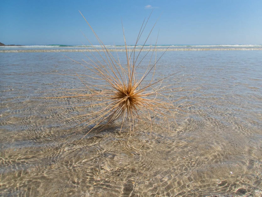 auckland beaches