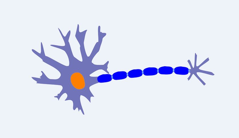 Neuron