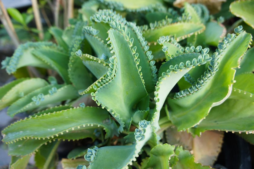Das Brutblatt ist eine Kalanchoe.