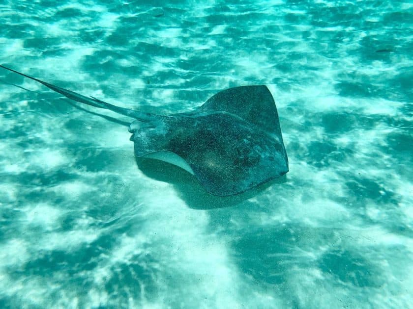 11 Beautiful beaches in Cozumel, Mexico 2 Natural beaches in Cozumel Mexico - Stingray close to the beach