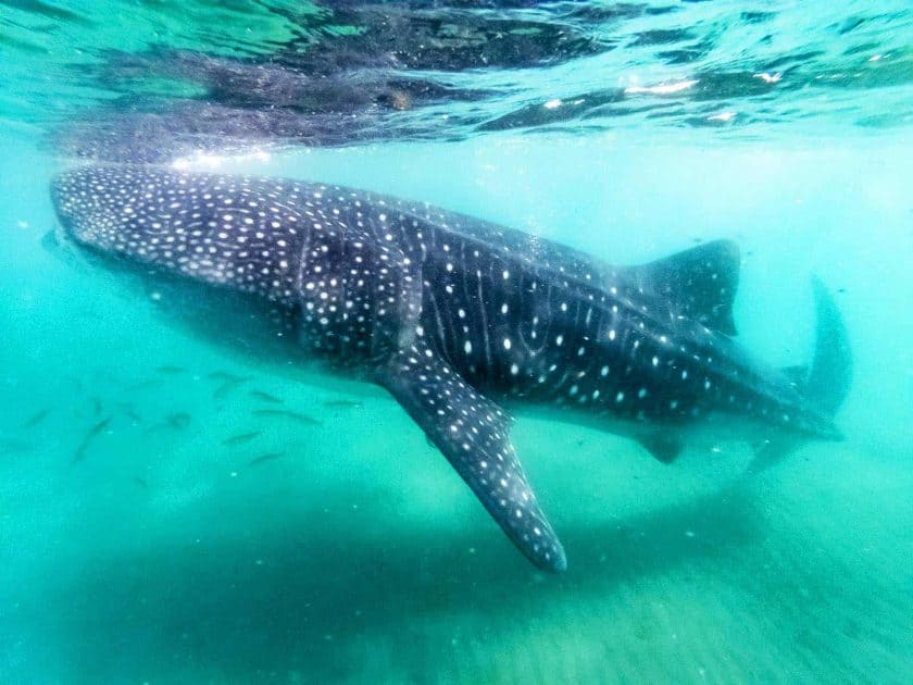 Cancún, Mexiko - 40 Aktivitäten für Deinen Urlaub 28 Aktivitäten in Cancun, Mexiko - Schwimmen mit Walhaien