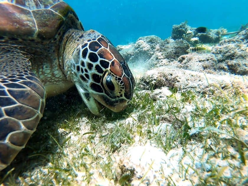 Die 10 schönsten Aktivitäten in Akumal, Mexiko 2 Akumal Mexiko - Meeresschildkröten