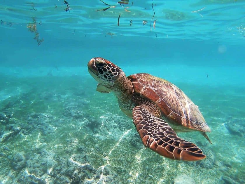 Akumal, México - Guía turistica rápida 4 Akumal México - Esnórquel con caguamas