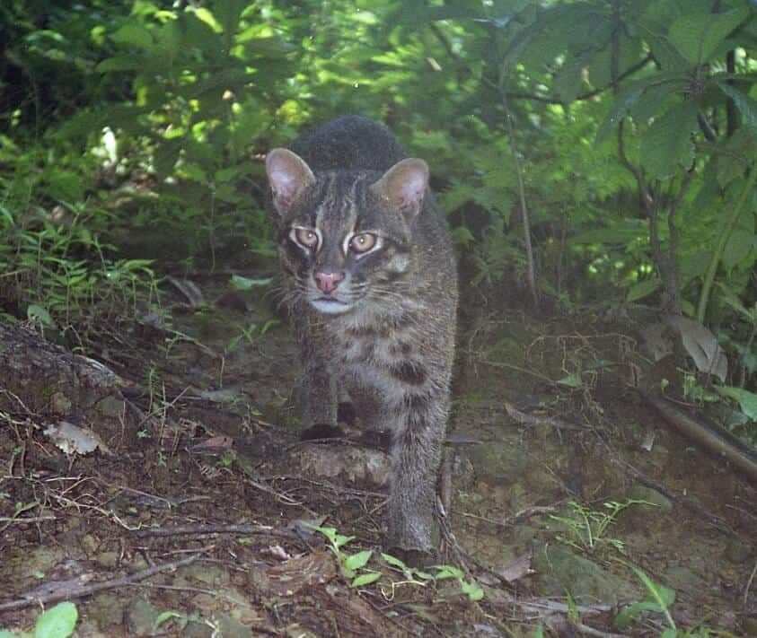 Iriomote Island, Japan