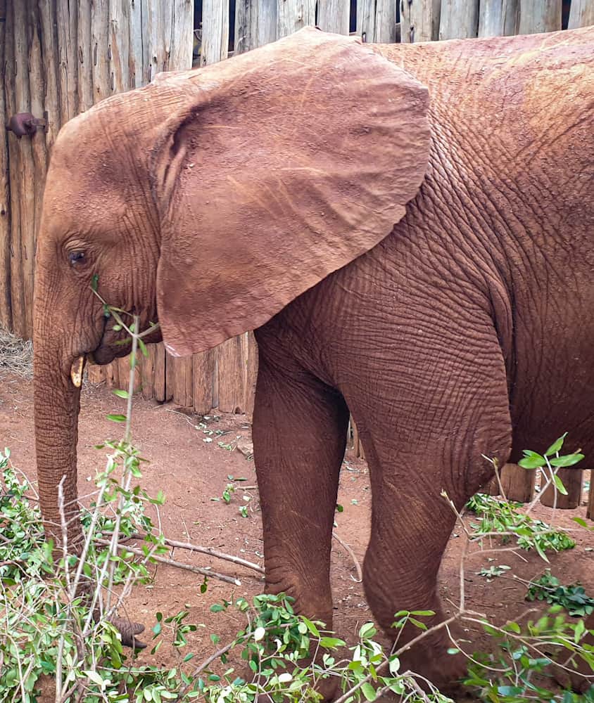 Elephant at Sheldrick Wildlife trust Kenya