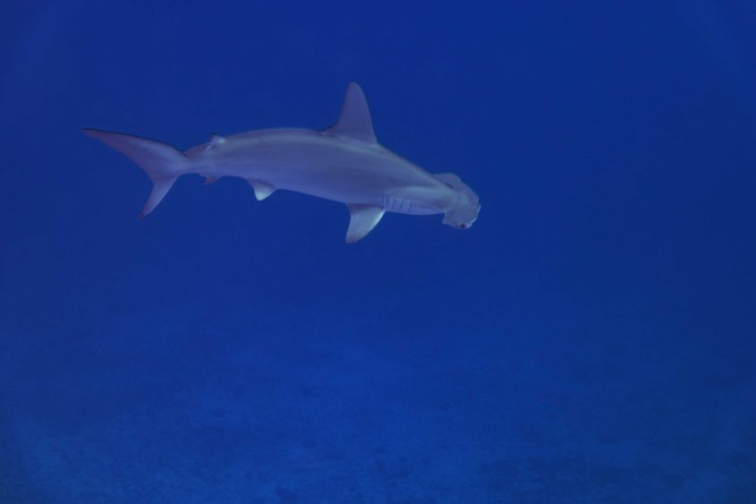 Scalloped Hammerhead Shark