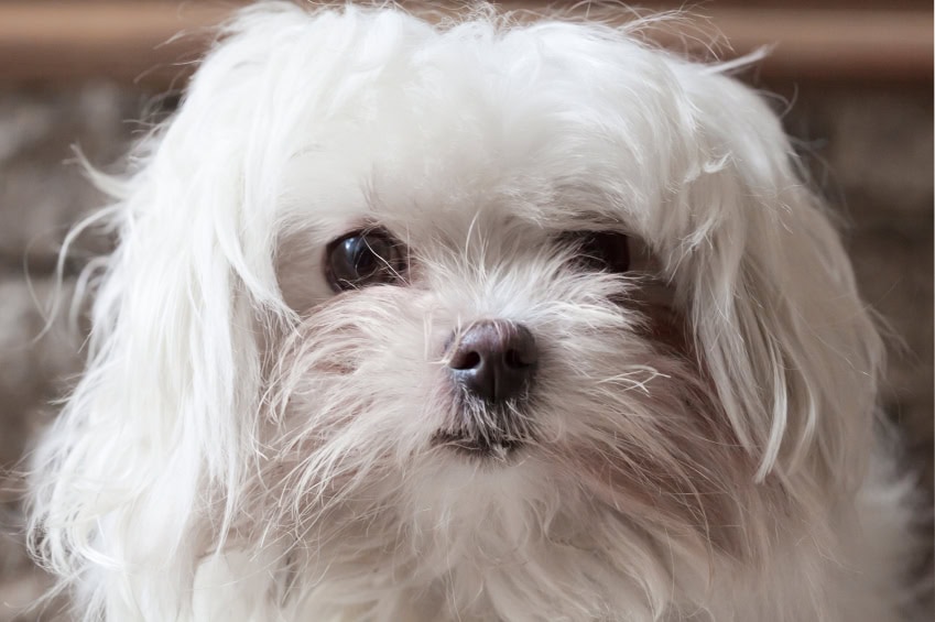 Natural treatments for stains under Morkie eyes