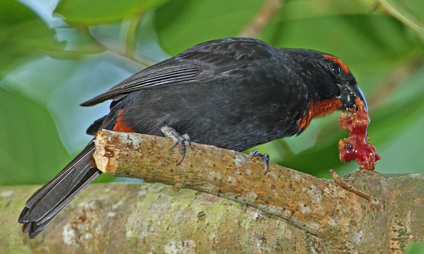 A Greater Antillean Bullfinch perched on a large tree branch eating some food.