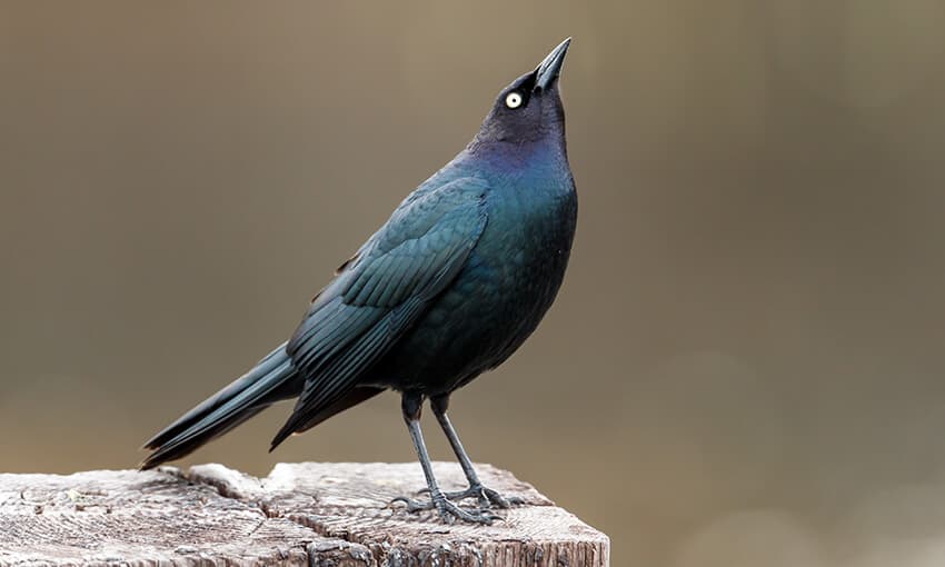 A picture of a brewers blackbird sitting on a piece of wood looking up into the sky.