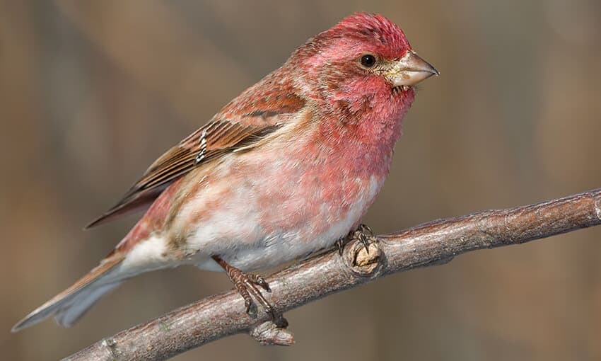 A picture of a purple finch perched on a branch.