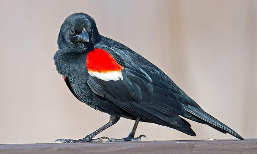 A picture of a red winged blackbird sitting on a piece of wood.