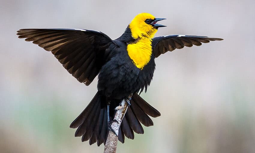 A picture of a yellow headed blackbird perched on a stick.