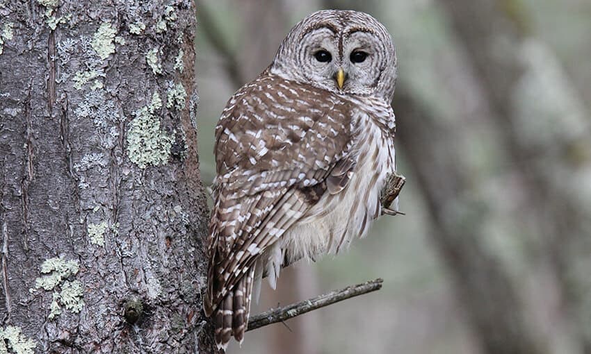 8 Species of Owls in Wisconsin (Pictures) Wild Bird Scoop