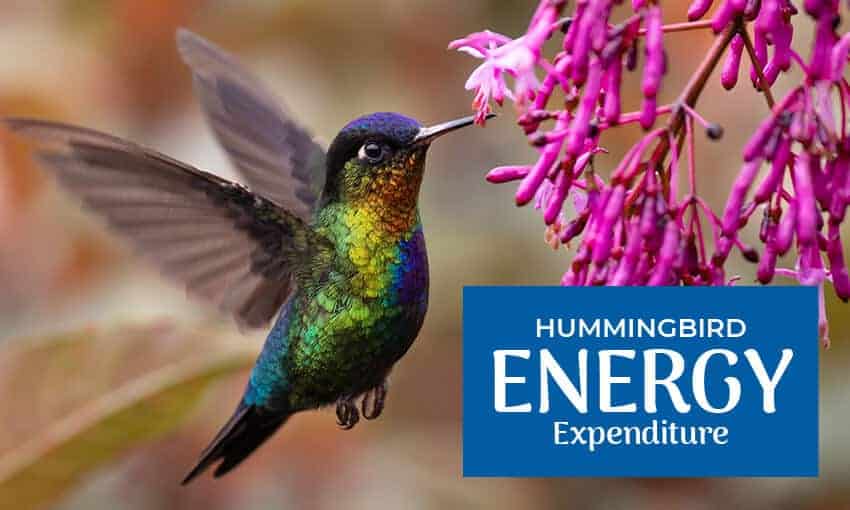 A picture of a hummingbird flying in front of a pink flower. Text reads "hummingbird energy expenditure."