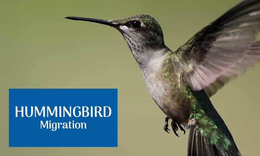 A picture of a hummingbird flying with text that reads "hummingbird migration."