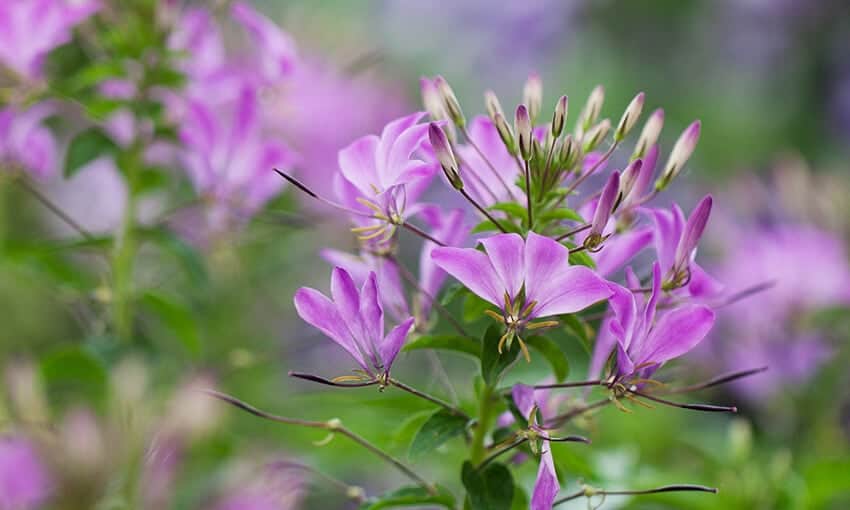 A picture of purple cleomes.