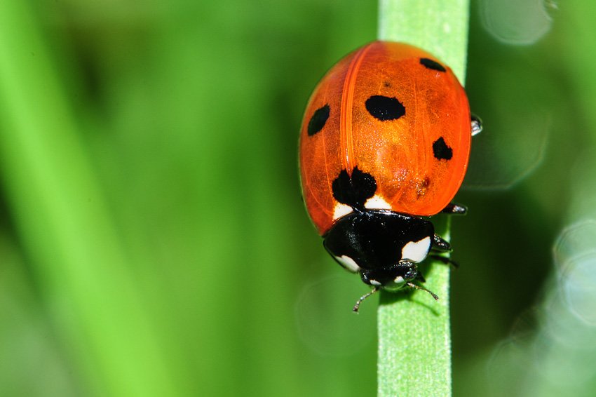Coccinelle à sept points