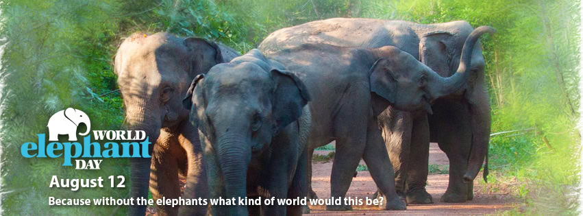 Poster of elephant with words "World elephant day' - Because without elephants, what kind of world would this be?