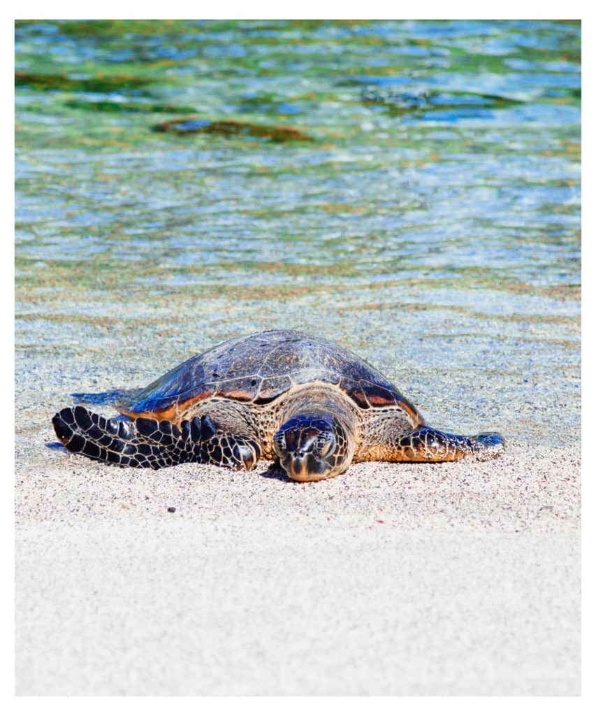 Sea turtle on the beach