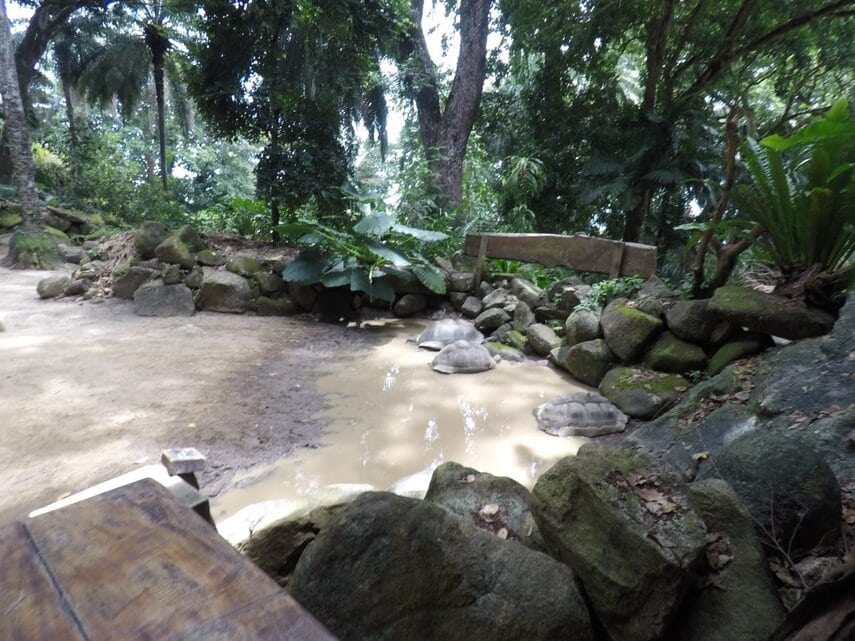 Botanischer Garten in Victoria, Mahé – Seychellen Botanischer Garten in Victoria, Mahé – Seychellen
