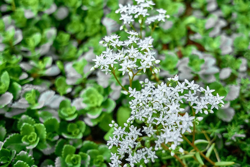 Die Sedum Album, auch weiße Fetthenne genannt im Blumenbeet.