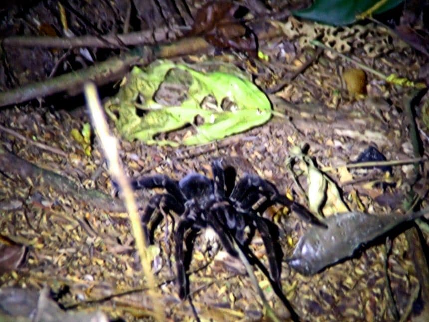 tarántula de la selva peruana
