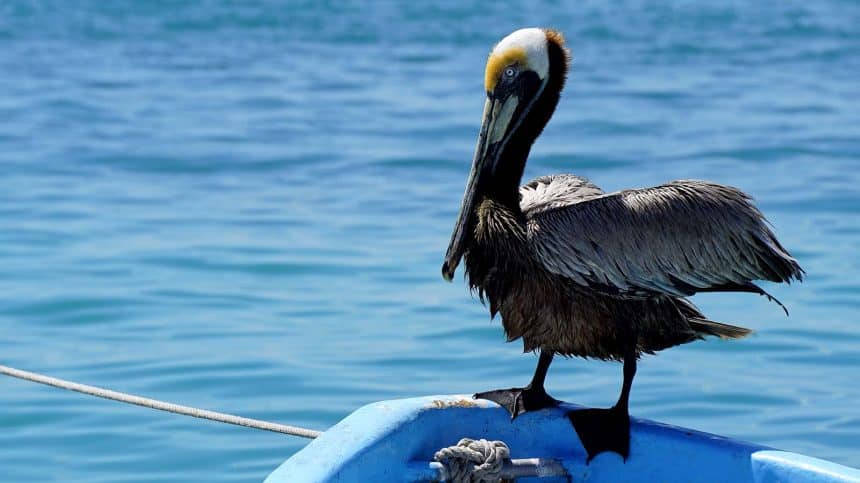 Isla Mujeres, Mexico - Short Travel Advisory 6 Isla Mujeres Mexico - Fishing boat with pelican