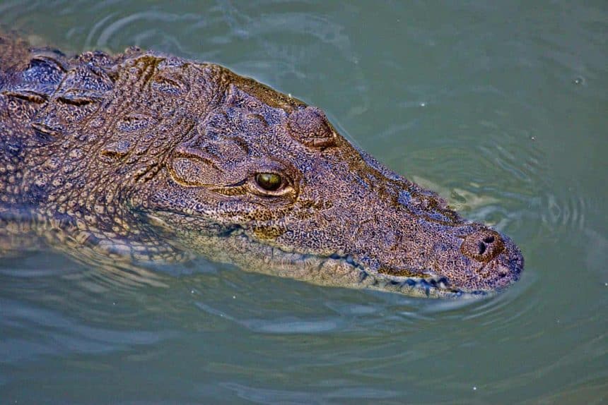 Cancún, Mexiko - 40 Aktivitäten für Deinen Urlaub 31 Ausflüge in Cancun, Mexiko: Besuch eines Maya Dorfes und Schwimmen mit Krokodilen