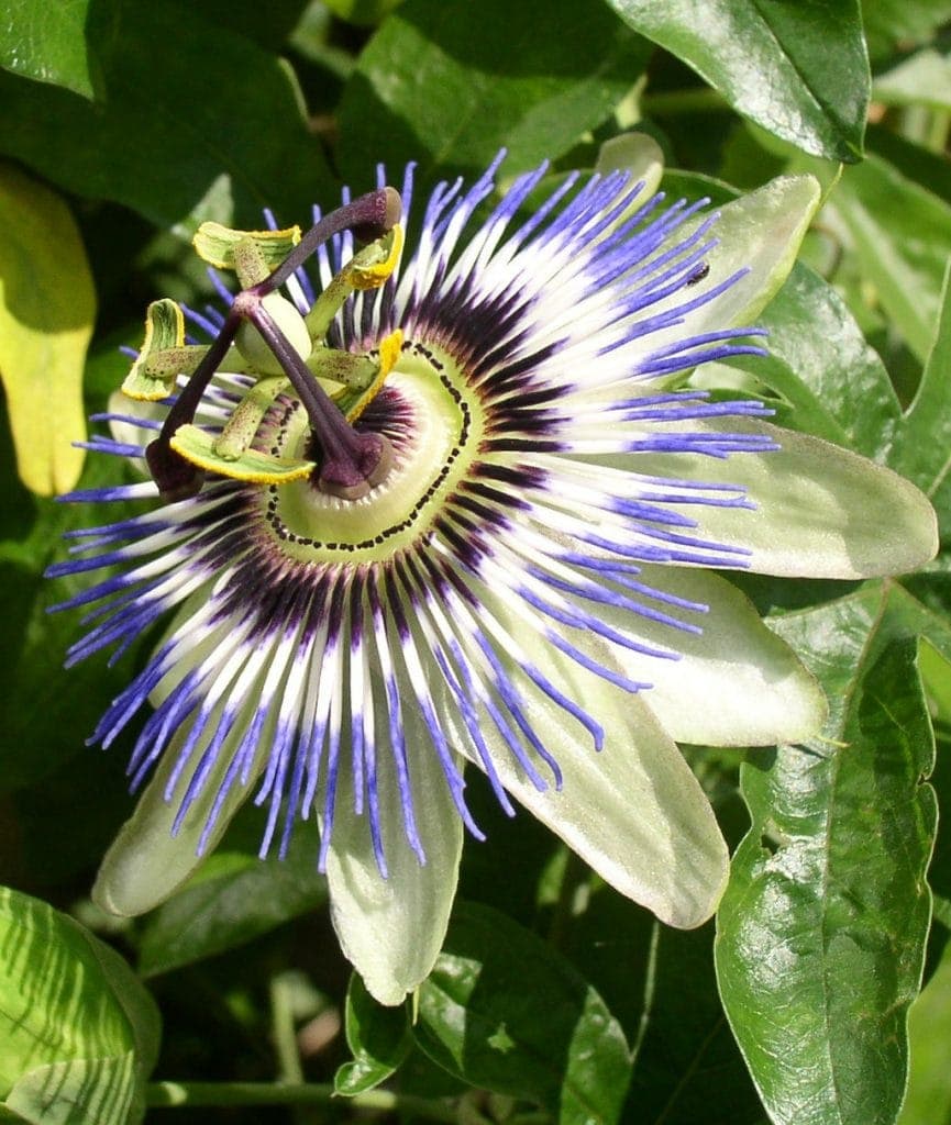 close up of exotic passionflower - white petals, purple center