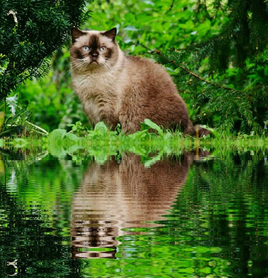 Are Water Plants Toxic To Cats And Dogs Water Garden Central