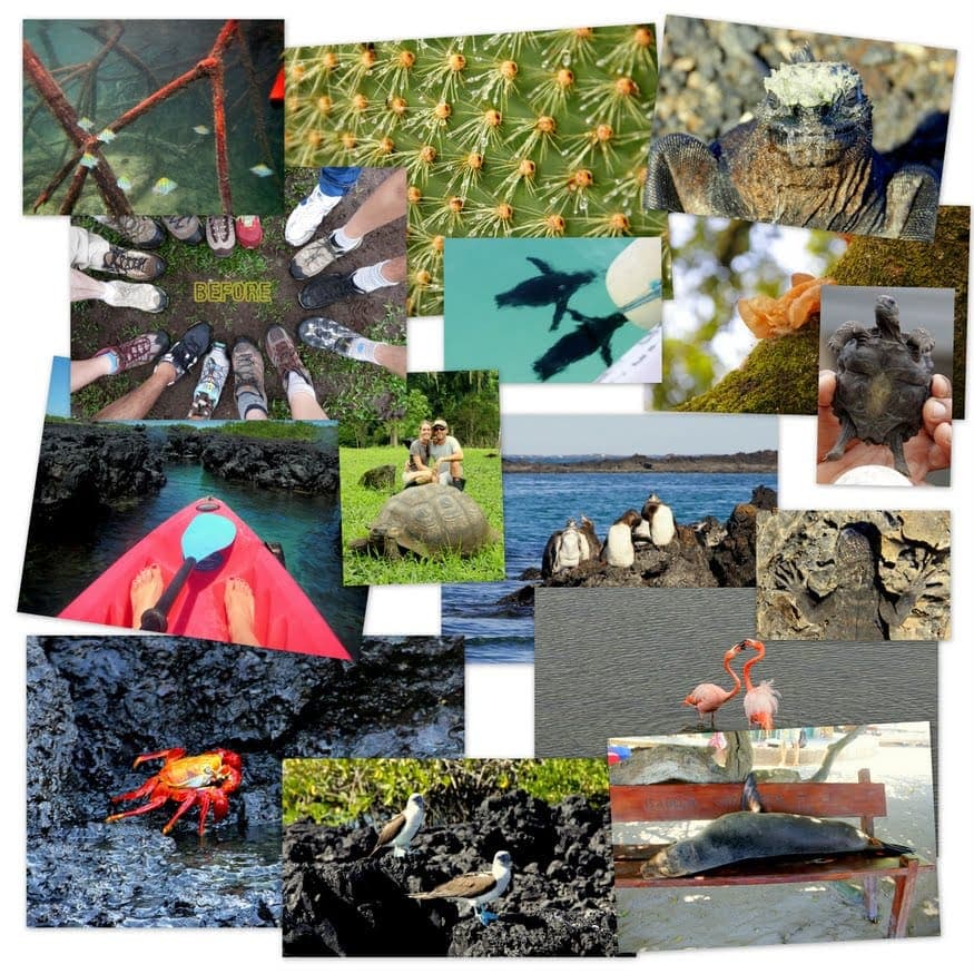 Collage from Galapagos