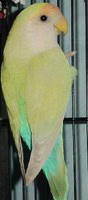 seagreen_aus_cinn2_ruby African Lovebird Society)