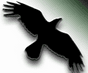 Data Crow