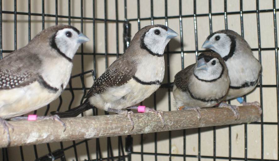 Burung Owl finch atau Bicheno finch (Poephila bichenovii)