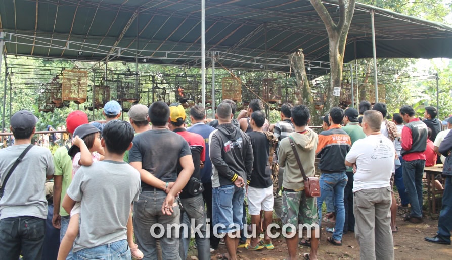 Lomba Burung Hobbyku Ramadhan