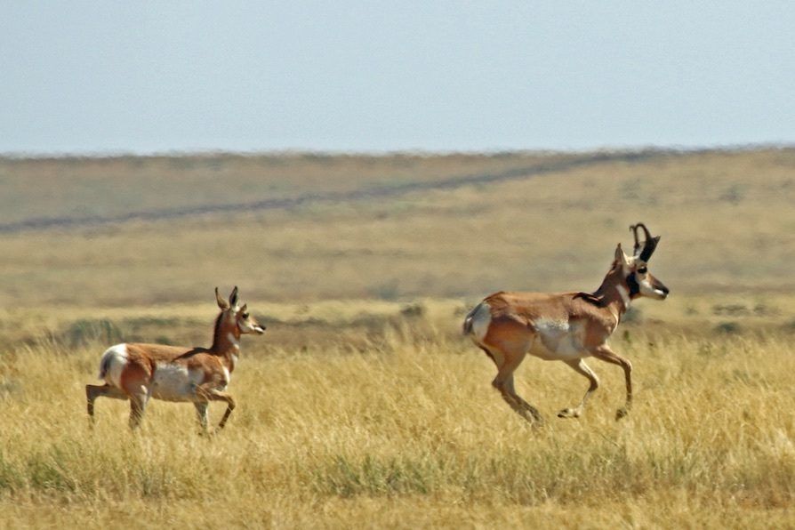Pronghorn on SPLT Preserve (c) Richard P Reading