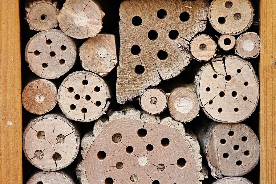 Carpenter Bee Hotel