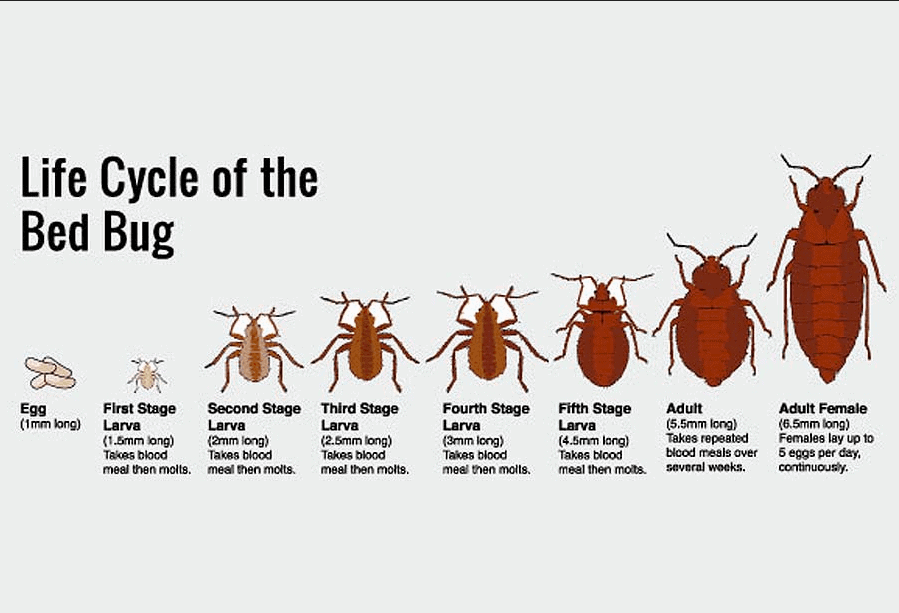 Beginning Of Bed Bugs