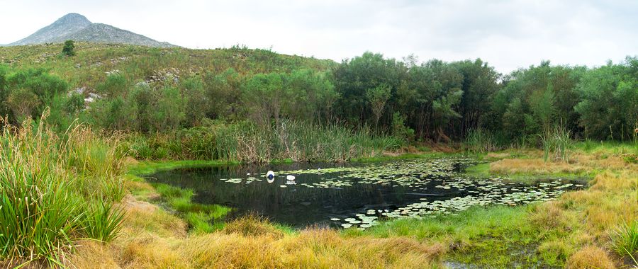 Nymphaea nouchali var. caerulea (Nymphaeaceae) Cape blue waterlily on pond at Phillipskop