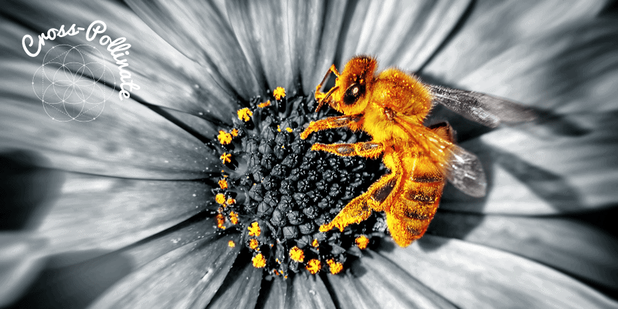 Cross Pollination New Ways Open New Doors