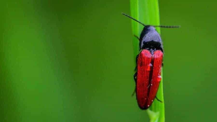 Ampedus cinnaberinus