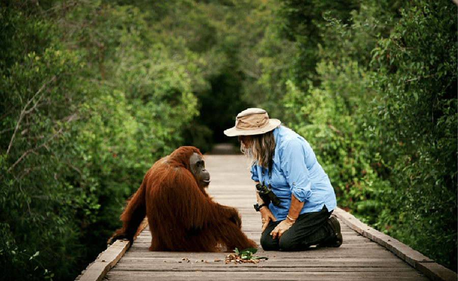 camp leakey safari in borneo
