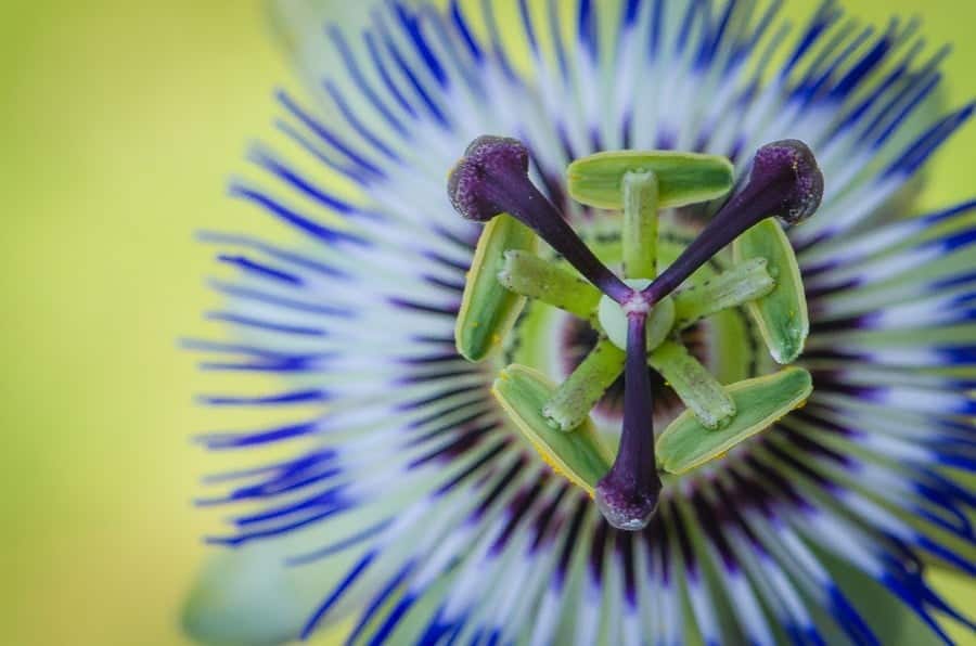 Passiflora caerulea ou passiflore bleue