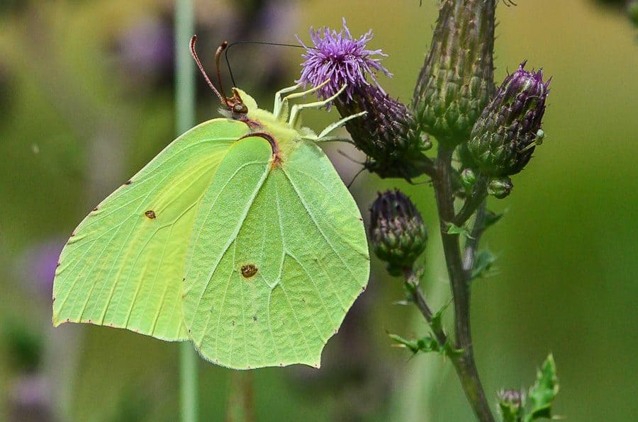 Gonepteryx rhamni papillon
