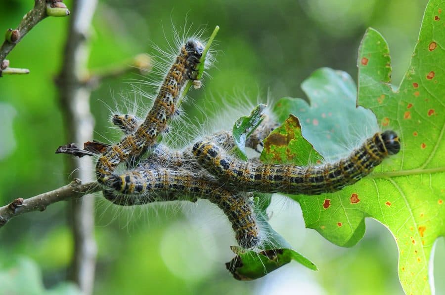 Chenilles de la Bucéphale, Phalera bucephala