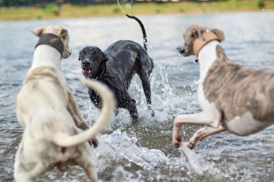 Drei Windhunde beim Spiel
